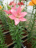 [5101 Francesca VH No02.JPG]